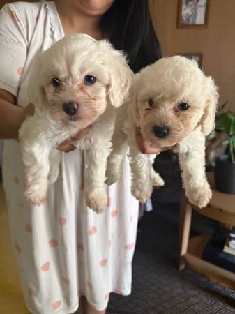 Rehoming maltipoos (San Jose)63836591004035120