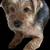 10-week-old Yorkie Puppies 8 thumbnail