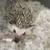 4 month old male hedgehog with everything he needs. 1 thumbnail