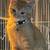 Two male kittens 1 thumbnail