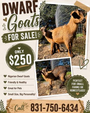 Dwarf Goats 1
