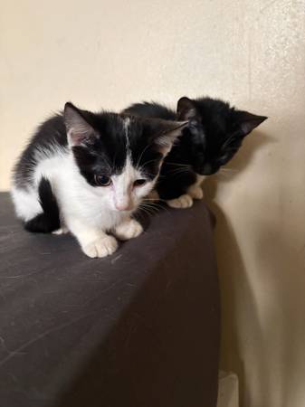 3 month old kittens ready for rehoming (Bronx)