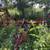 field culitver 4 thumbnail