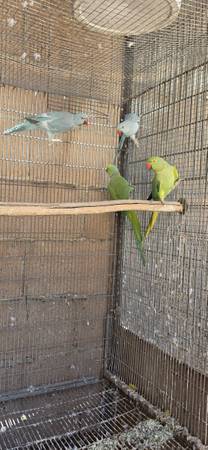 Birds (North Hollywood)555999826155284481
