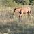 6 month baby roan colt 4 thumbnail