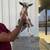 Nigerian Dwarf Goats 17 thumbnail