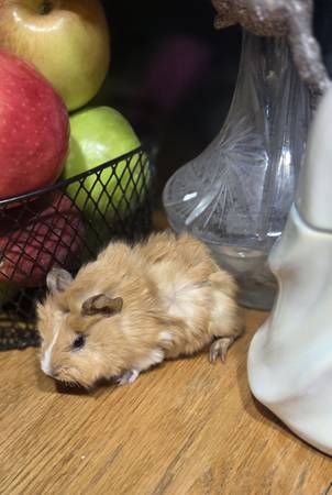 Guinea pigs free, and babies (Cambridge)63906251567491124
