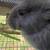 Flemish giants 4 thumbnail