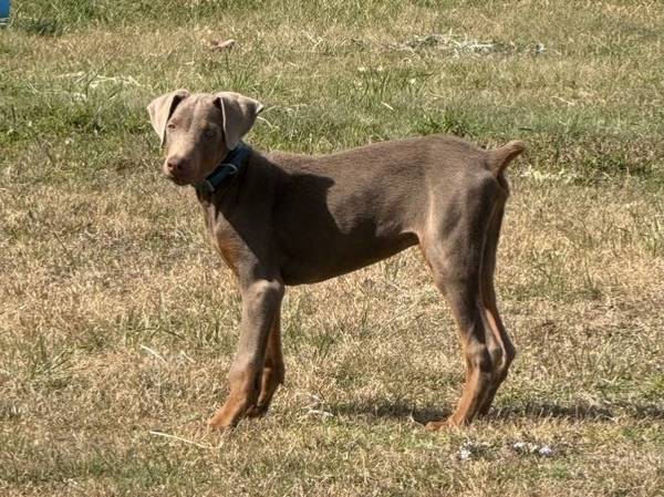 Doberman 1