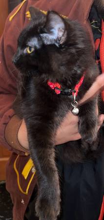 ? Cachorros dulces buscando hogares amorosos ? (Glendale)64300239777922123