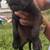 Full blooded putbulls 6 thumbnail
