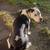 Pitbull puppy in need of home 4 thumbnail