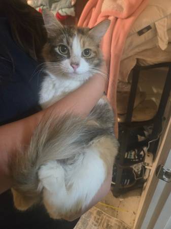 Calico female 1