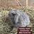 Holland Lop Bunnies 11 thumbnail
