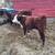 3 Polled Hereford Bull Calves 2 thumbnail