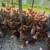 Chickens 2 thumbnail