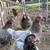 Pullets, Turkey Hens and Holland Lops 1 thumbnail