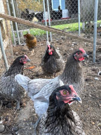 Pullets, Turkey Hens and Holland Lops 1