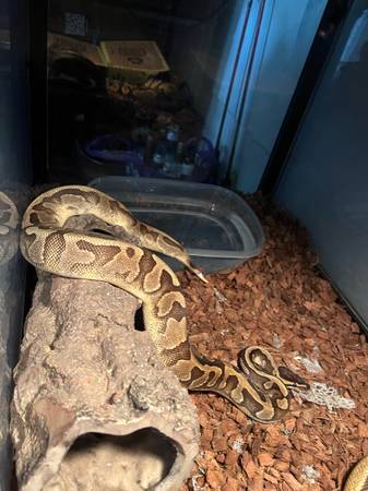 Ball python 1