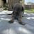 Canary Mastiff puppies 3 thumbnail