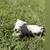 Tri color bully puppies 6 thumbnail