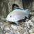 Assorted Peacock and Haplochromis cichlids African Cichlids 6 thumbnail
