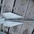 2 Boat anchors ~ 1 Mushroom / 1 Danforth Style~ Life Jackets 1 thumbnail