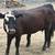 Heifers 1 thumbnail