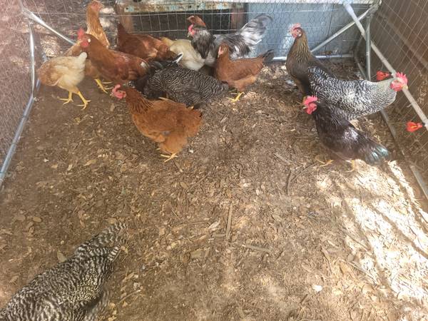 Chickens 5 month old pullets and roosters 1