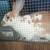 Rabbits 3 thumbnail