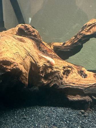 Albino Bristle nose plecos (Willis)63859316764803122