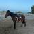 Horse /caballo 10 thumbnail