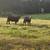 Exposed brangus cross heifers 1 thumbnail