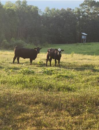 Exposed brangus cross heifers 1