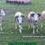 PDSS REGISTERED PAINTED DESERT HAIR RAMS~TEJAS RANCH 1 thumbnail