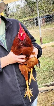 Rhode Island Red Roos 1
