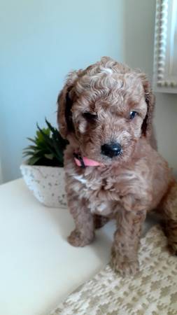 Mini and micro mini Goldendoodles (Murfreesboro Tennessee)64013262530307121