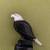 Vintage Zuni Carved Mother of Pearl Eagle Fetish in great condition 3 thumbnail