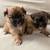 4 week old Shih Tzu/ Pomeranian puppies 5 thumbnail