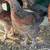 30+ blue salmon Brahma pullets 5 roos 4 thumbnail