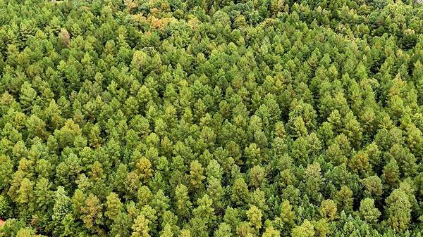 $99,000 21 Acres in Victoria, VA (Flat Rock Creek Trail)63851970376065124