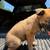 Belgian malinois rehome 14 thumbnail