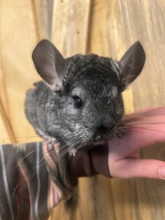 Young chinchilla 1