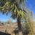 Palm trew 1 thumbnail