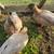 Chickens & ducks 4 thumbnail