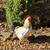 ***RABBITS & ROOSTER*** 6 thumbnail