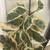 Variegated rubber plant in a pretty red glazed pot 2 thumbnail