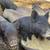 PIGLETS - American Guinea Hogs (AGH) 4 thumbnail