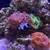 Clown fish 2 thumbnail