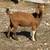 Boer bucklings 4 thumbnail